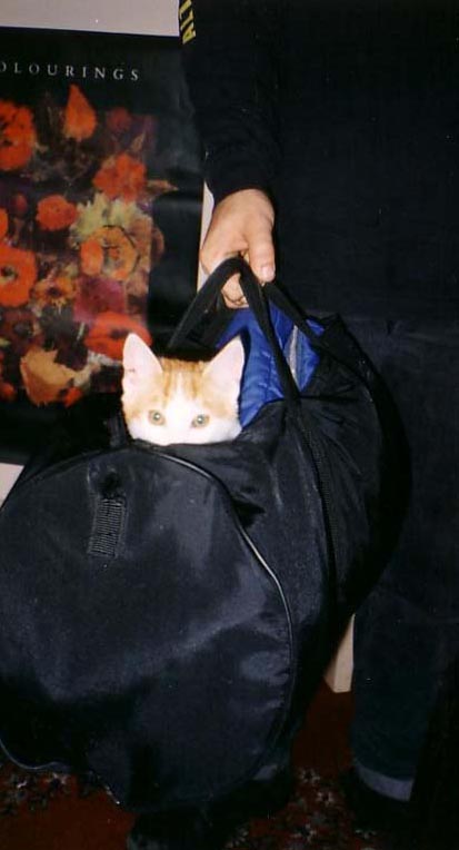 Cat In A Bag